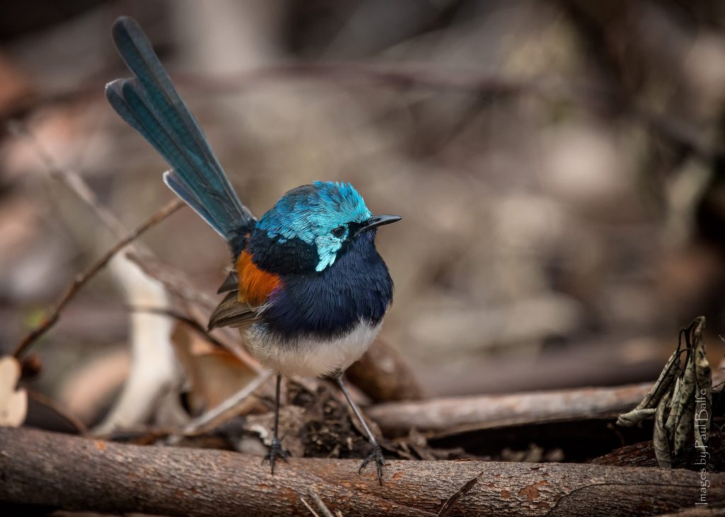 Uno scricciolo fatato ali rosse, una delle specie protagoniste di questo studio. Foto di Paul Balfe