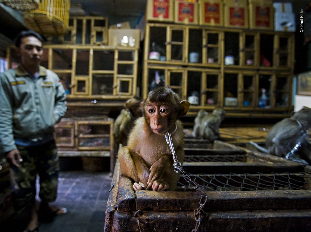 Il macaco nel retrobottega fotografato da © Kirsten Luce, Wildlife Photographer of the Year 2020