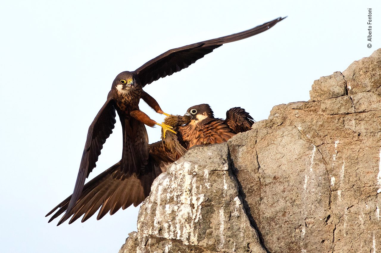 Uccelli che si contendono ramoscelli nella foto di © Alberto Fantoni, Wildlife Photographer of the Year 2020