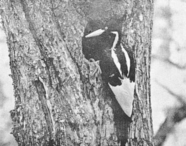 Una femmina di picchio beccoavorio fotografata nel 1935 fuori al suo nido da Arthur A. Allen