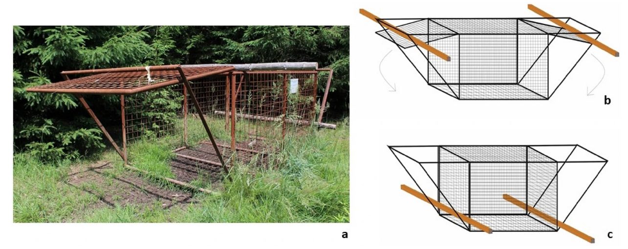 La trappola allestita dai ricercatori ©Masilkova, M., Ježek, M., Silovský, V., Faltusová, M., Rohla, J., Kušta, T., & Burda, H. (2021). Observation of rescue behaviour in wild boar (Sus scrofa). Scientific reports, 11(1), 1–9.