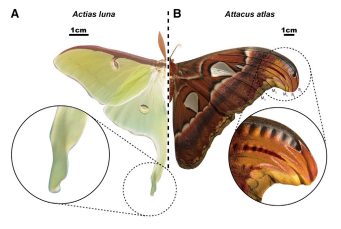 (A) Struttura allungata e arrotolata delle ali posteriori di Actias luna (B) Punte delle ali anteriori piegate e increspate di Attacus atlas ©Wingtip folds and ripples on saturniid moths create decoy echoes against bat biosonar, Current Biology (2021)