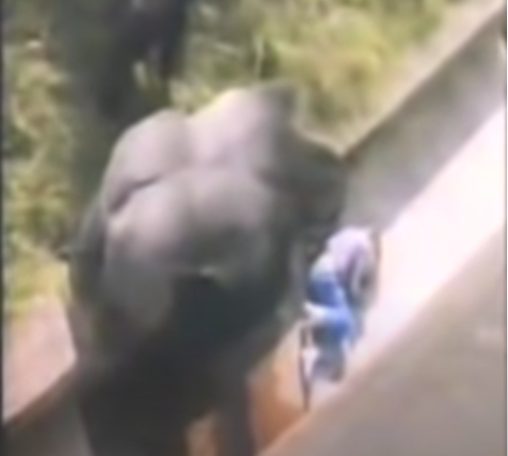 Jambo vicino al bambino caduto nel recinto al Durrell Wildlife Park a Jersey