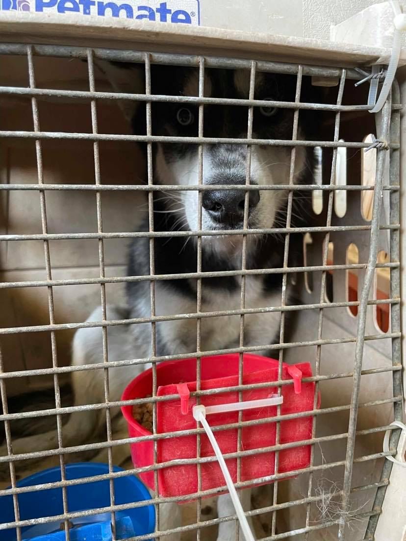 Una delle gabbie per cani ancora in aeroporto (foto da Twitter)