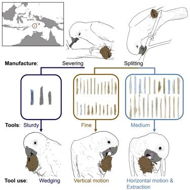 Modalità di fabbricazione e dimensioni dei tre tipi di strumenti ©Mark O’Hara et al, Wild Goffin’s cockatoos flexibly manufacture and use tool sets, Current Biology (2021)