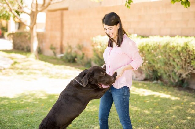 perché il cane salta addosso