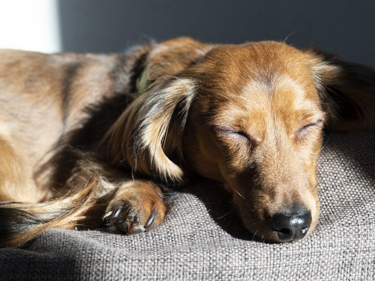 Perché ai cani piace stare al