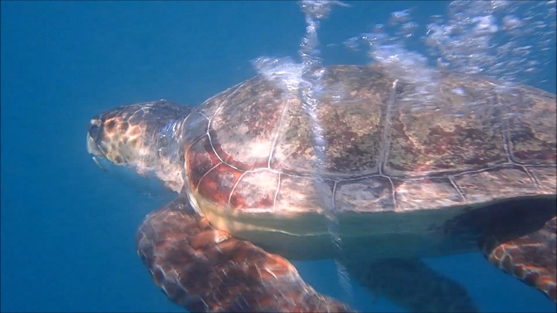 Tartaruga marina Caretta caretta