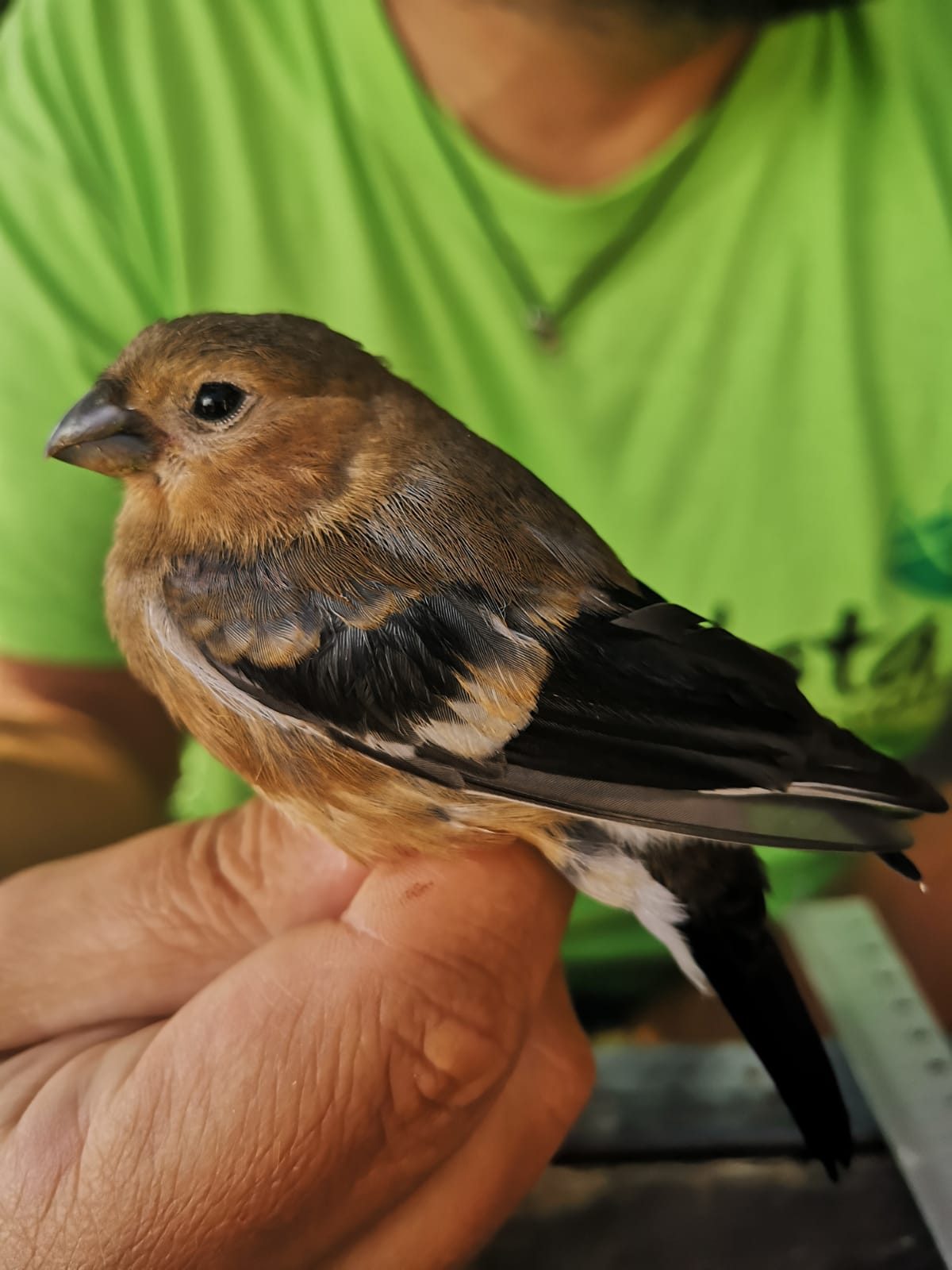 Ciuffolotto (Pyrrhula pyrrhula) catturato a MigrAndata Cervati ©Associazione Ardea