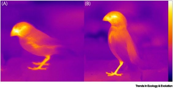 Le immagini agli infrarossi mostrano come becco e zampe nei fringuelli di Darwin siano molto più caldi dell’ambiente esterno e del resto del copro. Sara Ryding et al., 2021