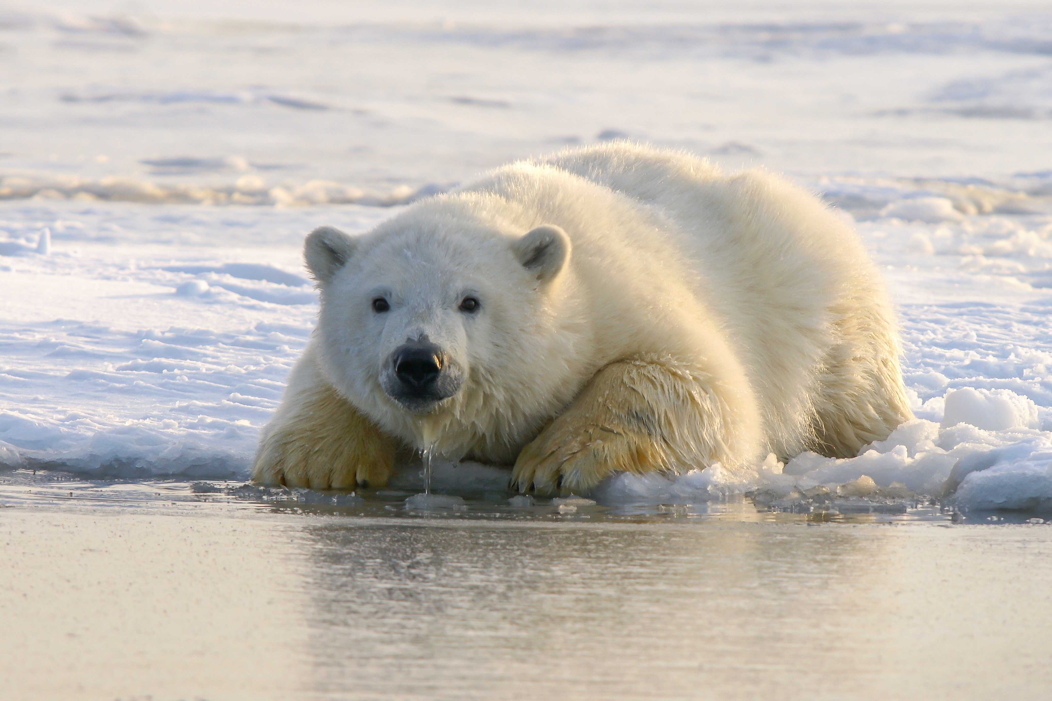 Come Si Difende L Orso Polare