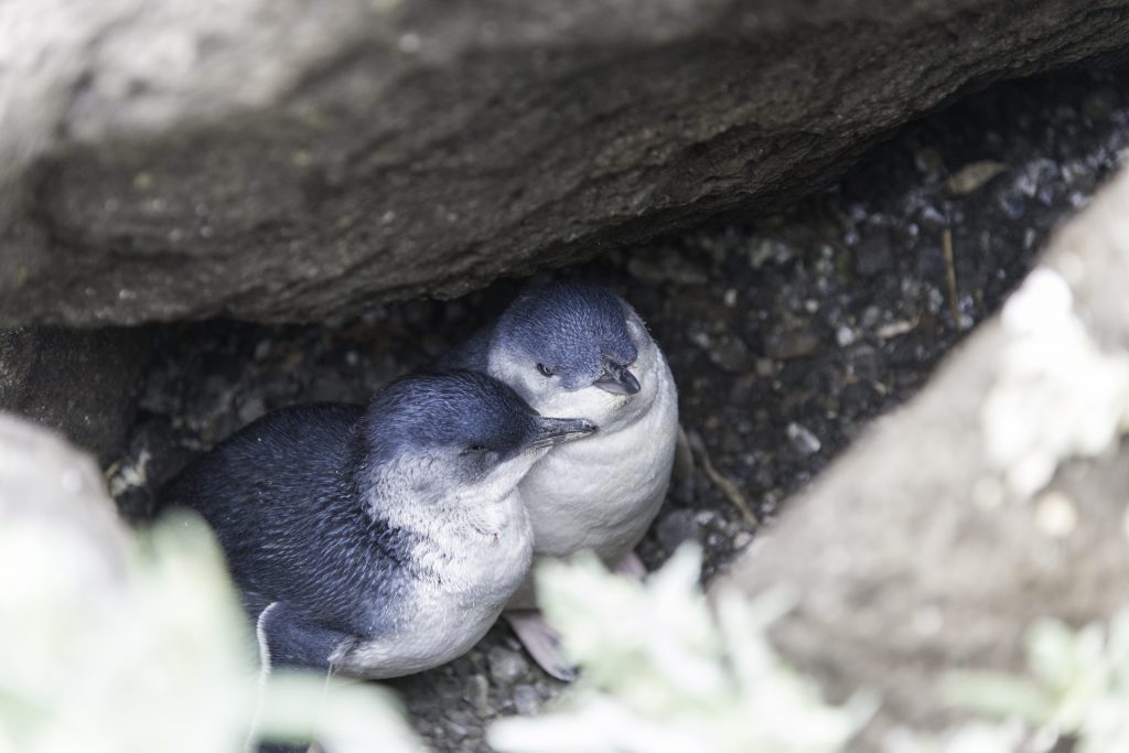 Anche nei piccoli pinguini minori, considerati uccelli senza alcun apprendimento vocale, i piccoli imparano a riconoscere i richiami dei genitori mentre sono ancora nelle uova
