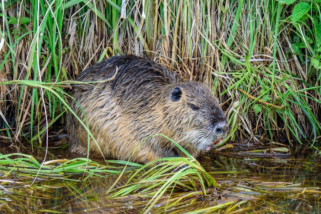 La nutria, originaria del Sud America, è una delle specie invasive più famose