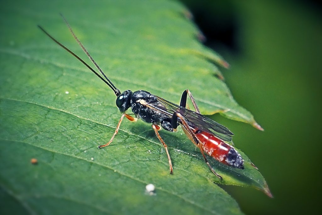 Una vespa icneumonide simile a Hyposoter e Mesochorus