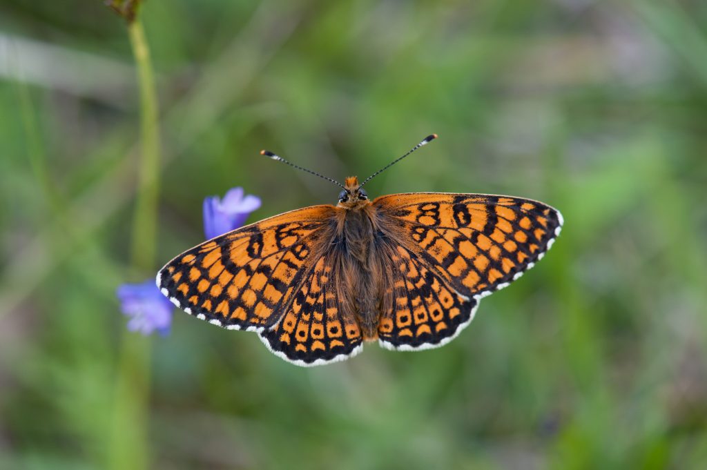 La Melitaea cinxia, introdotta a Sottunga nel 1991