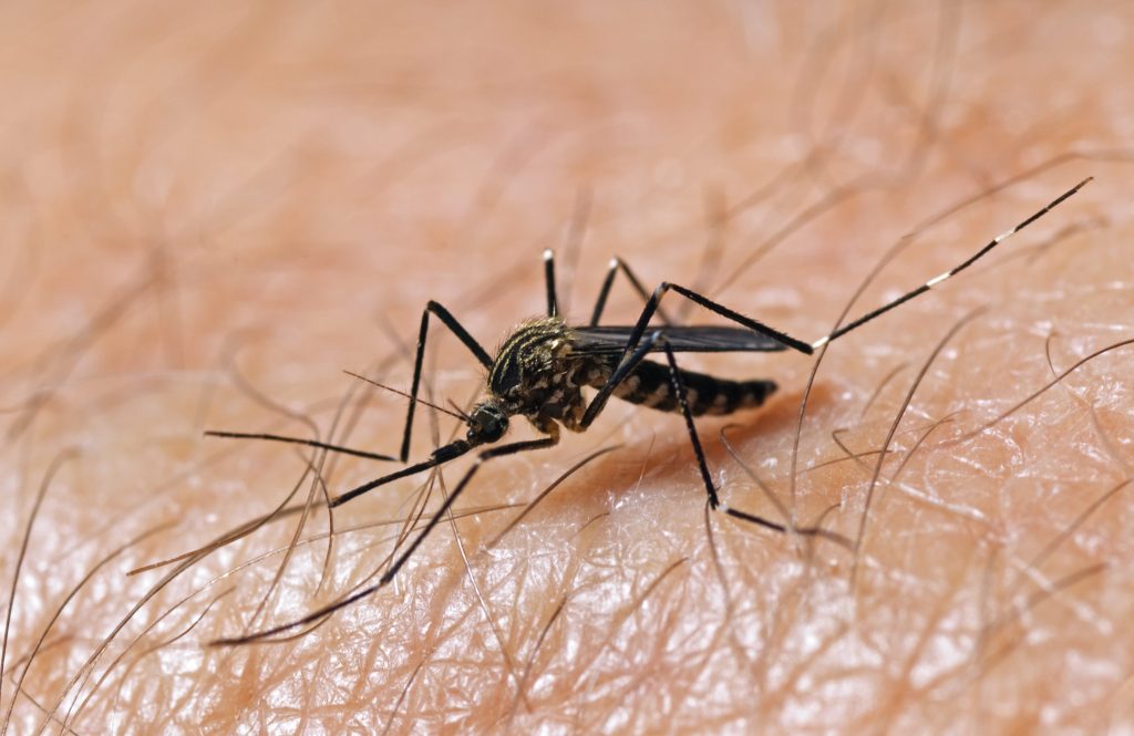 La zanzara giapponese (Aedes japonicus) è molto simile a quella tigre (A. albopictus) ma di dimensioni maggiori