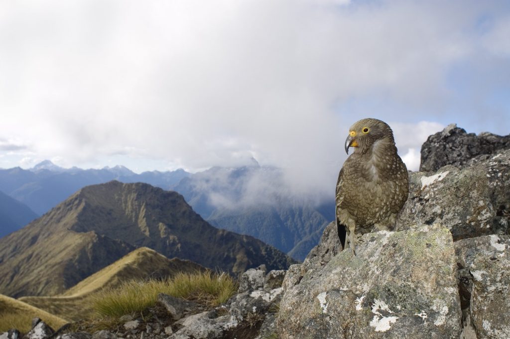 I kea vivono tra le montagne della Nuova Zelanda e sono purtroppo considerati in serio rischio estinzione