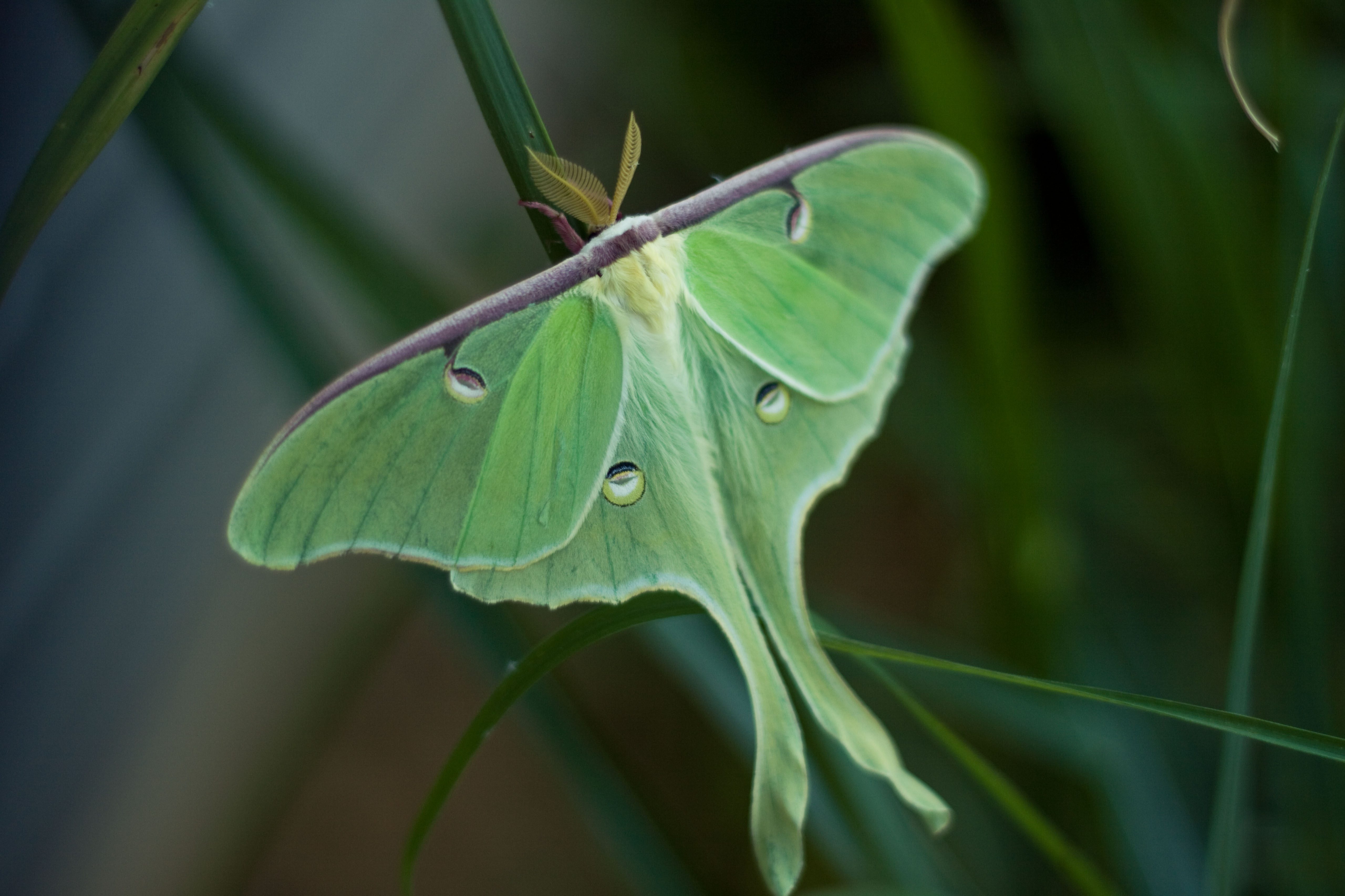 Falena luna (Actias luna)