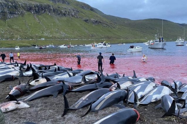 Credit Sea Shepherd
