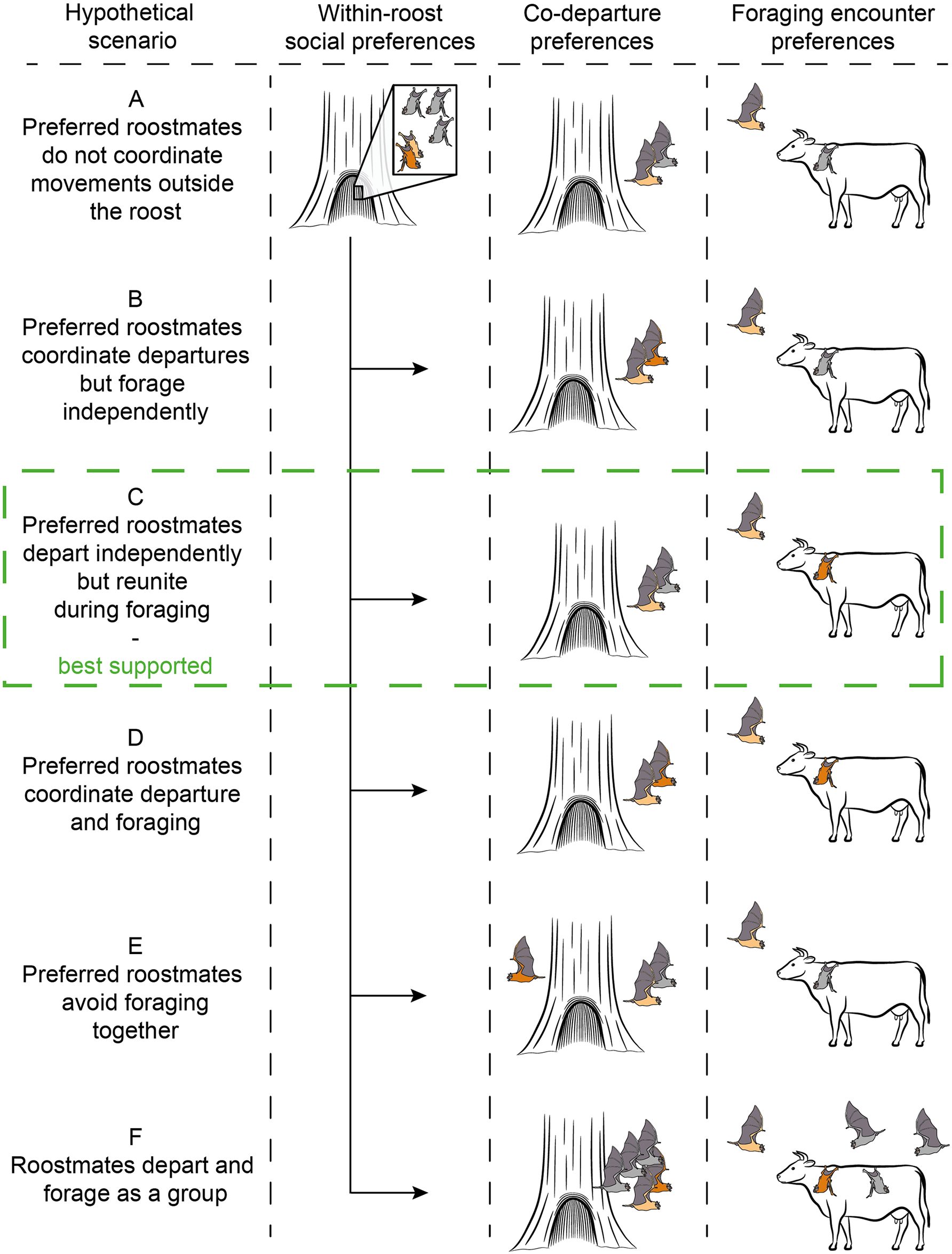 Le ipotesi testate dai ricercatori ©Ripperger, S. P., & Carter, G. G. (2021). Social foraging in vampire bats is predicted by long–term cooperative relationships. bioRxiv.