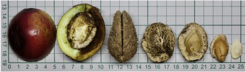 Anatomia del frutto Wawai. Da sinistra a destra: (I) Pericarpo polposo (III) Endocarpo legnoso (VII) Seme ©Mark O’Hara et al, Wild Goffin’s cockatoos flexibly manufacture and use tool sets, Current Biology (2021)