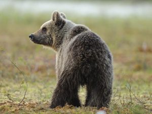 Foto Carlo Frapporti – Archivio Servizio Foreste e Fauna (Pat)