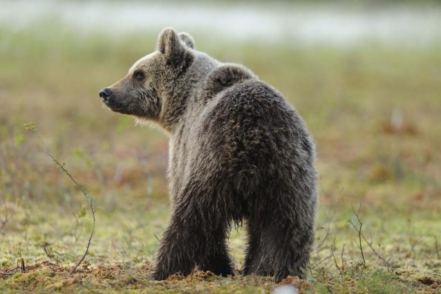 Foto Carlo Frapporti – Archivio Servizio Foreste e Fauna (Pat)