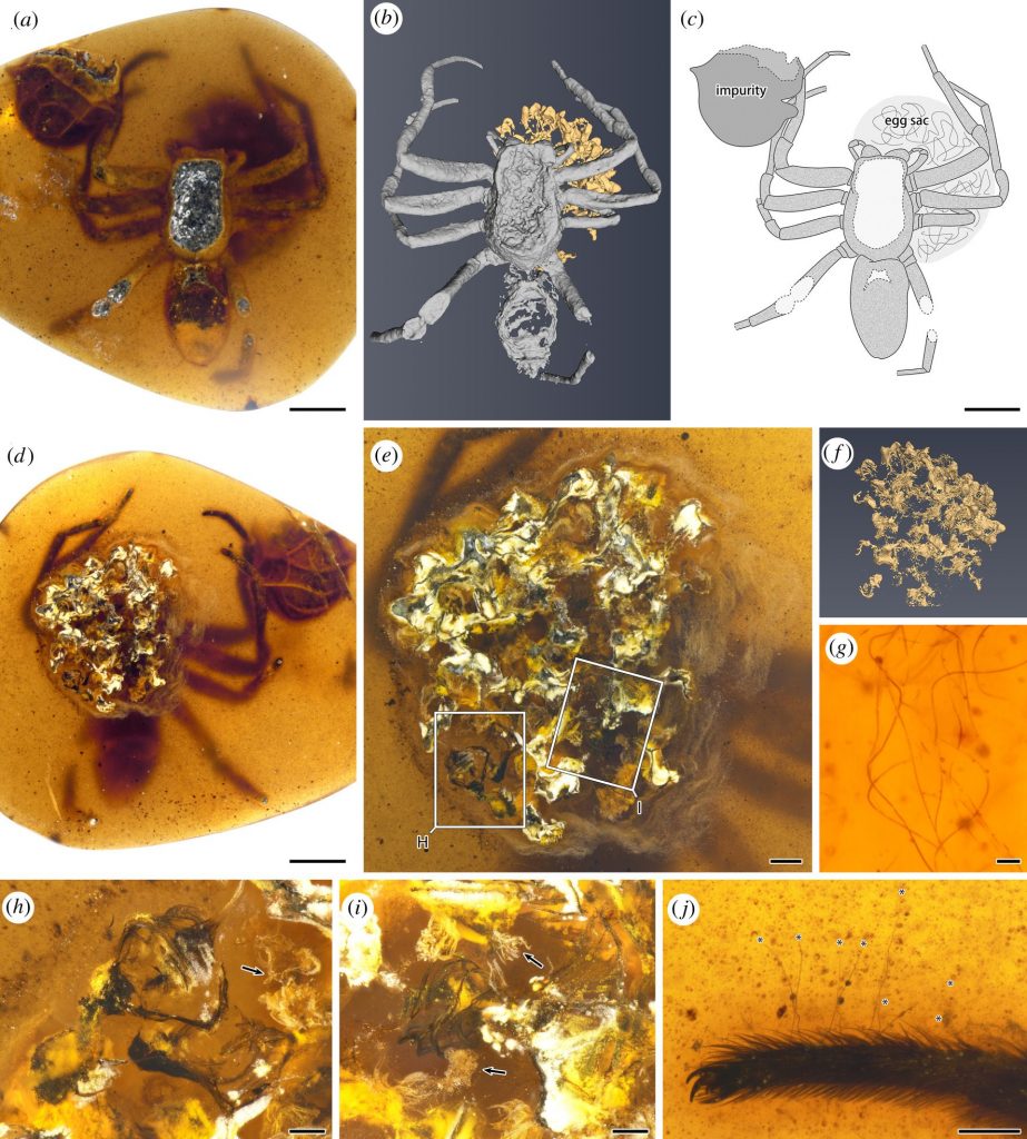 Fotografie e ricostruzioni della mamma ragno e delle uova trovate nell’ambra. Xiangbo Guo et al., 2021