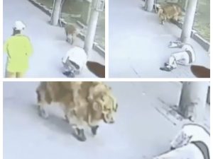 gatto testa uomo