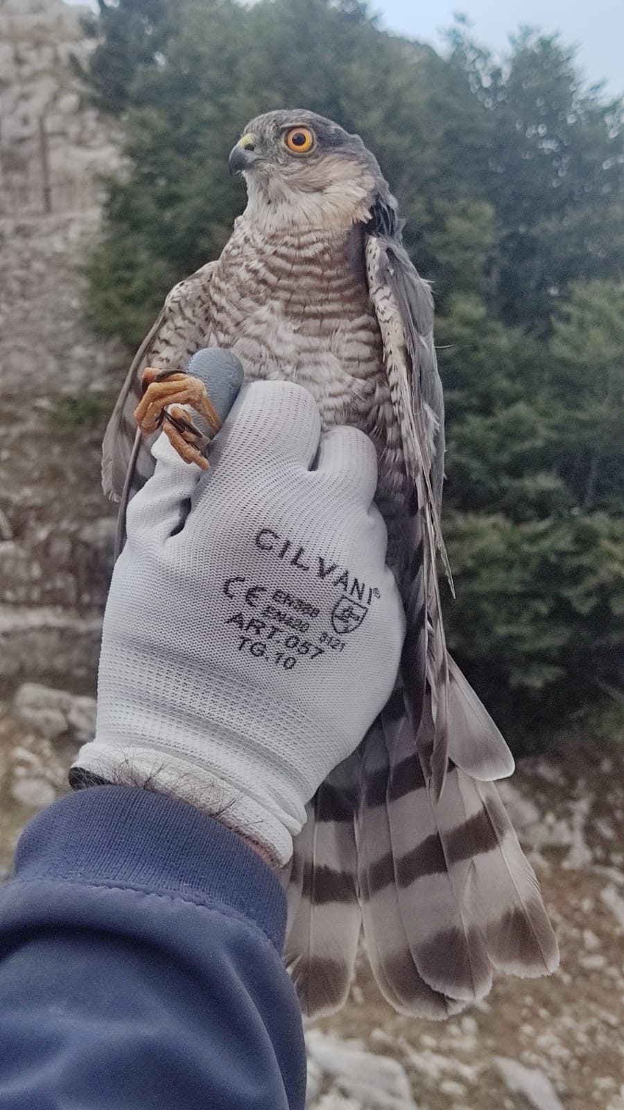 Esemplare di Sparviere (Accipiter nisus) catturato a MigrAndata Cervati ©Associazione Ardea