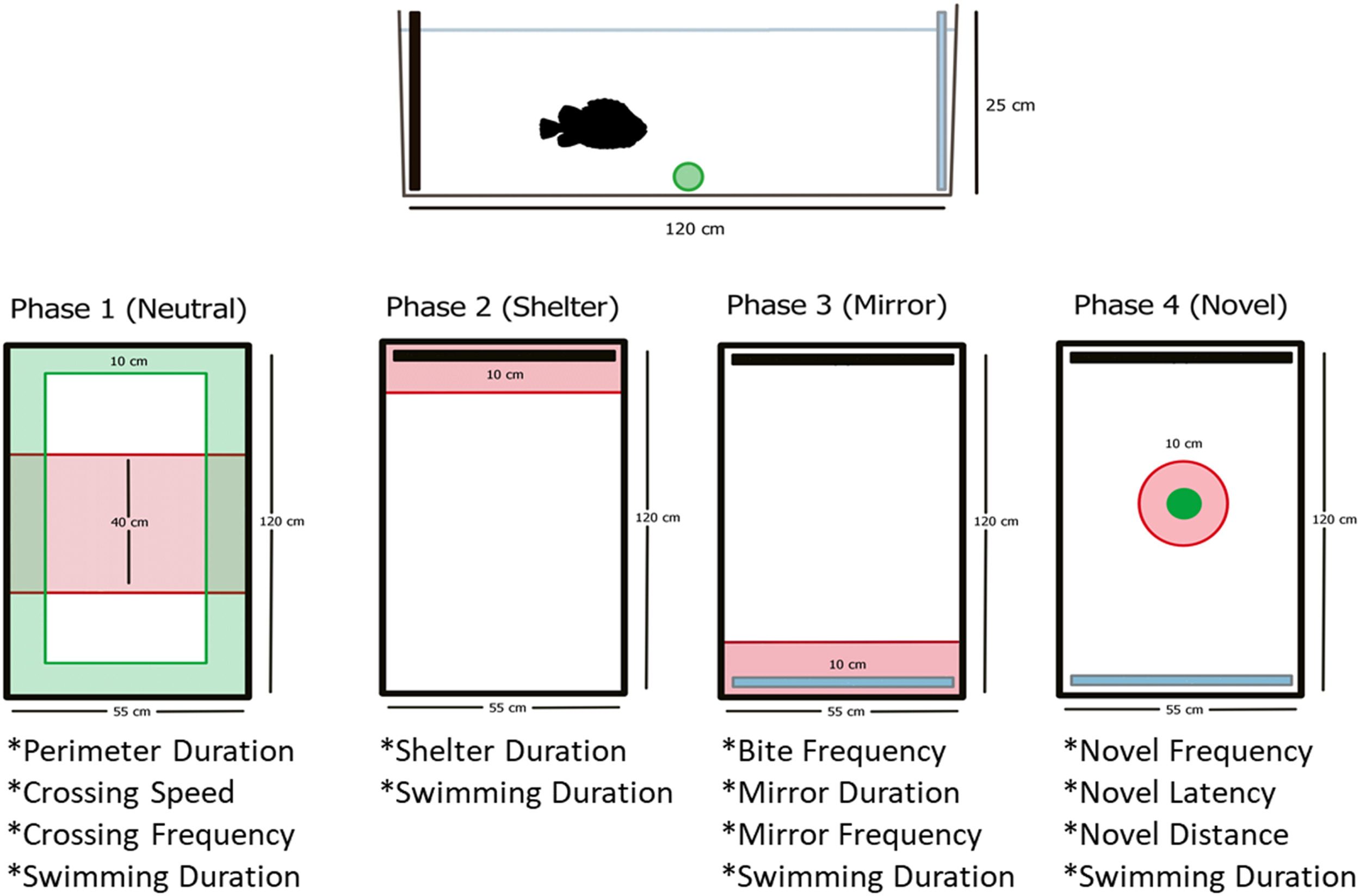 Disegno sperimentale che mostra le quattro fasi sperimentali, ciascuna della durata di 10 minuti, per valutare la variazione delle personalità del lompo ©Whittaker, B. A., Consuegra, S., & de Leaniz, C. G. (2021). Personality profiling may help select better cleaner fish for sea–lice control in salmon farming. bioRxiv.