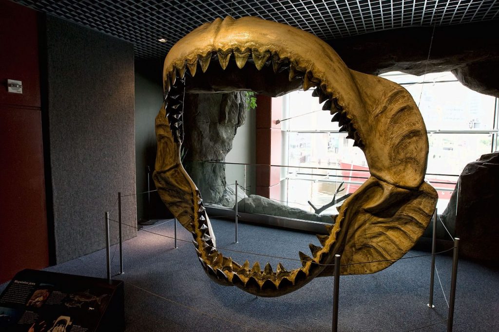Ricostruzionedi una mascella di megalodonte in mostra al National Aquarium di Baltimora