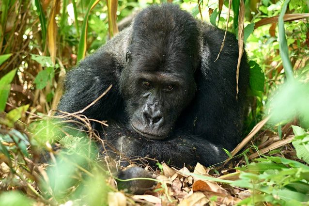 ©Kahuzi–Biega National Park
