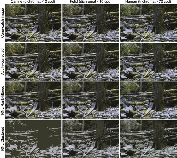 Una foto di un panda in natura analizzata applicando diversi filtri visivi (tra cui i modelli visivi di cane, gatto, uomo) e vari livelli livelli di acutezza visiva. (Nokelainen et al., 2021)