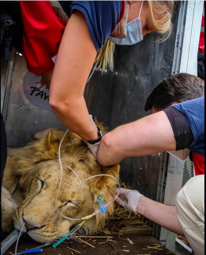 Un momento del salvataggio dei sette leoni effettuato da Four Paws in Romania (credits: Bogdan Baraghin per Four Paws)