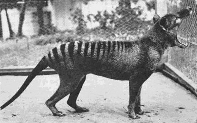 Benjamin allo zoo di Hobart nel 1933