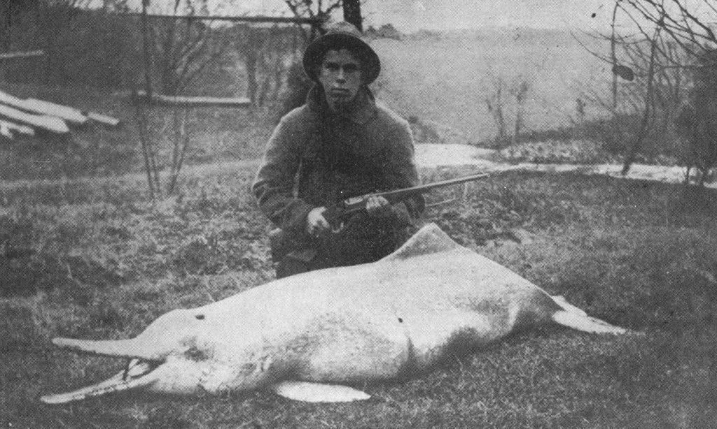 Lipote ucciso nel 1914 dal naturalista Charles McCauley Hoy, il primo ricercatore ad uccidere un delfino di fiume raro per inserire il campione nei musei