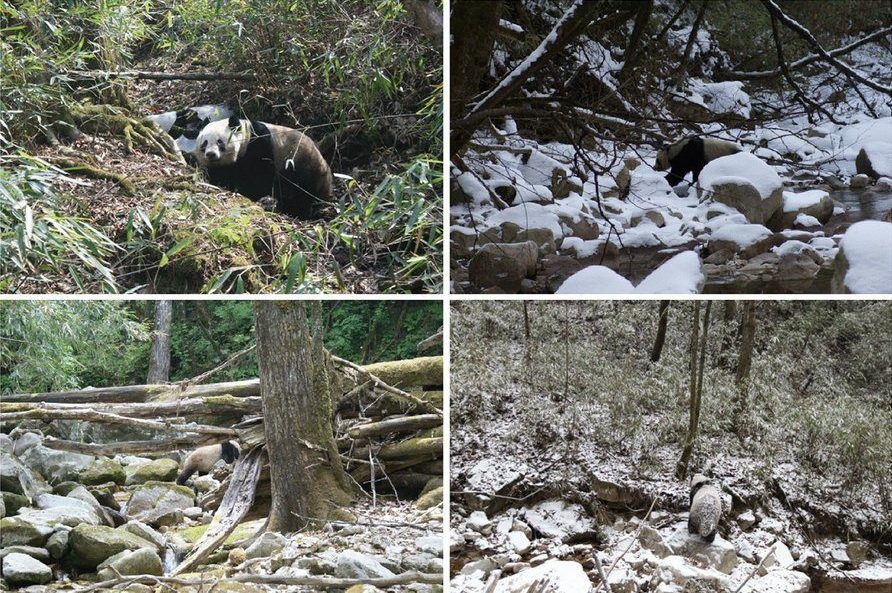 Il colore dei panda li aiuta a camuffarsi nell’ambiente circostante, sia da vicino (foto in alto) che da lontanto (foto in basso). (Nokelainen et al., 2021)