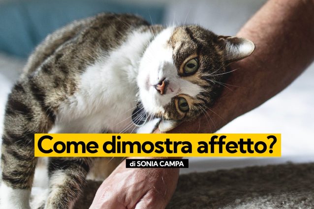 KODAMI-AFFETTO Gatto