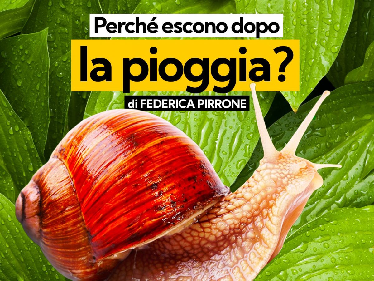 Perché le lumache escono dopo la
