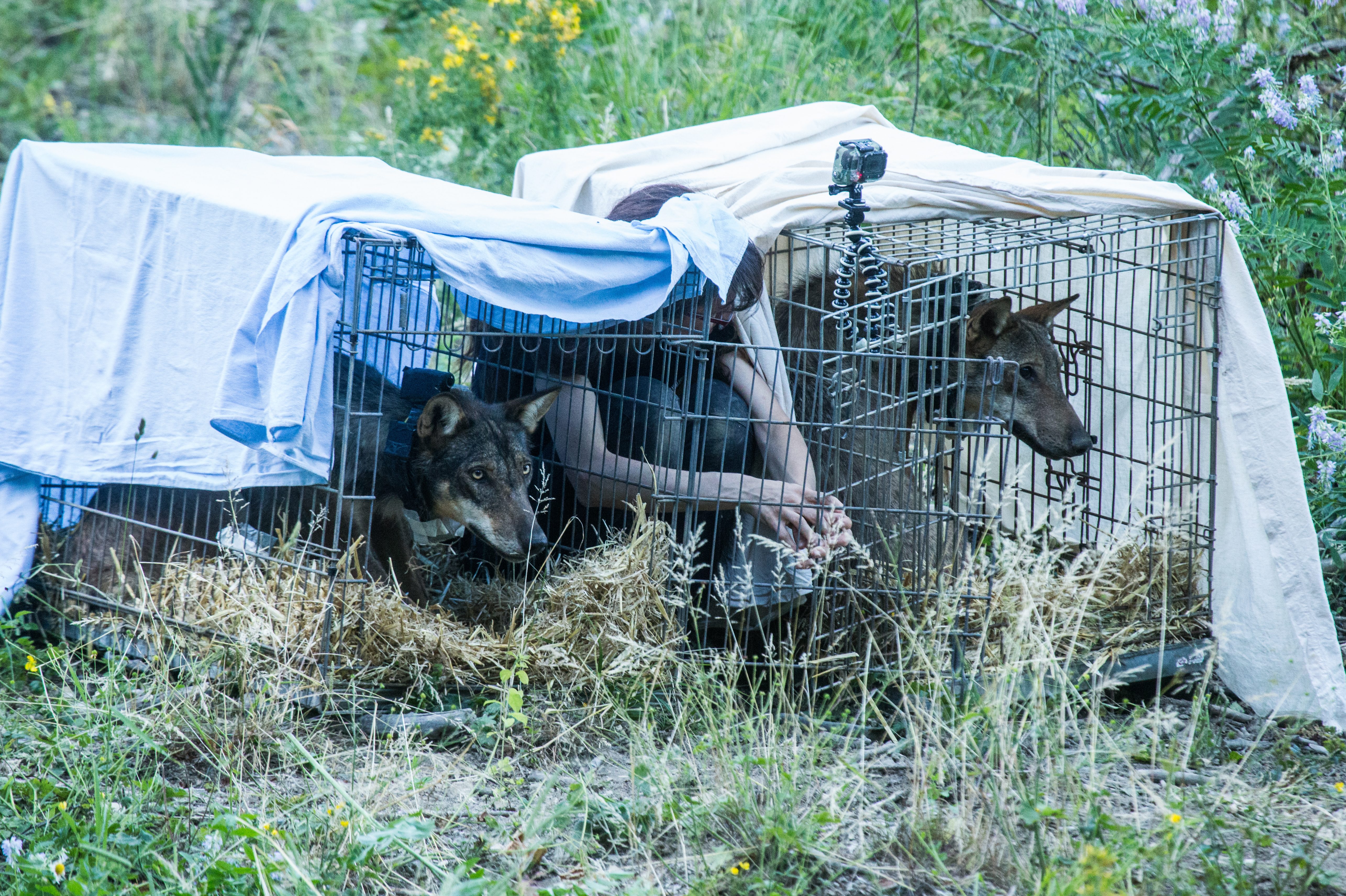 La liberazione di Achille e Ulisse (credits:@PaoloTaranto)
