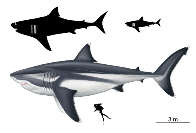 Il confronto tra un megalodonte lungo 16 metri, un sub alto 1,65 m e altri due squali generici rispettivamente lunghi 8 e 3 metri