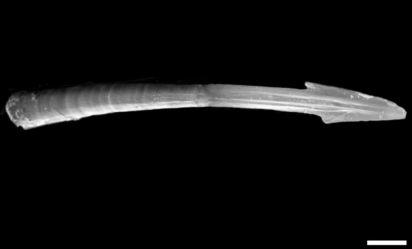 Dardo d’amore al microscopio della chiocciola Monachoides vicinus