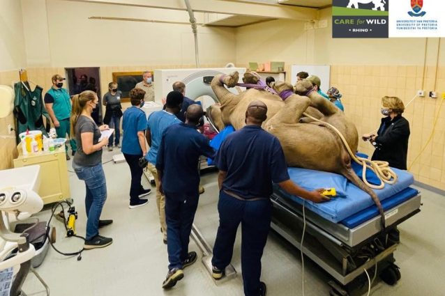 Il rinoceronte Oz durante la TAC all’Ospedale veterinario di Pretoria (credits:@Careforwild)