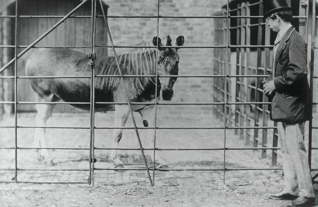Una delle cinque foto note dell’ultima femmina di quagga di Londra. La più famosa è in apertura
