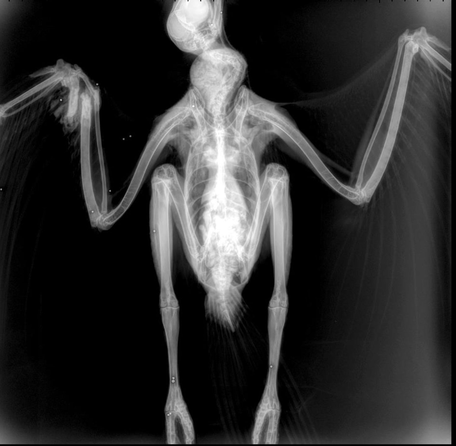 poiana impallinata
