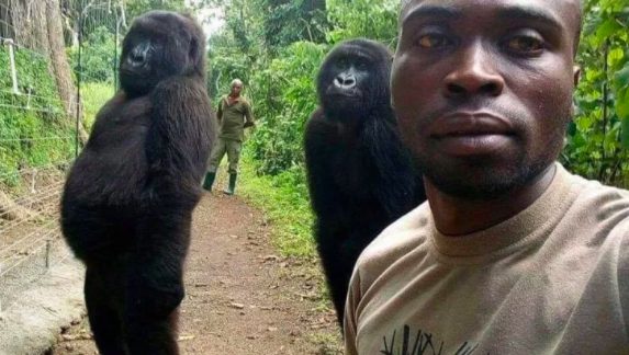 La foto del selfie, che rese famosa, nel 2019, Ndakasi (credits:VirungaNationalPark)
