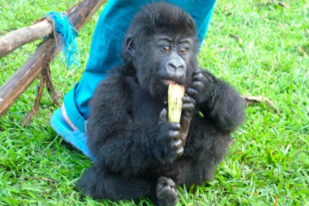 Ndakasi ancora cucciola, poco dopo essere stata ritrovata, sopravvissuta ad un attacco di bracconieri in cui era stata uccisa la madre (credits:VirungaNationalPark)