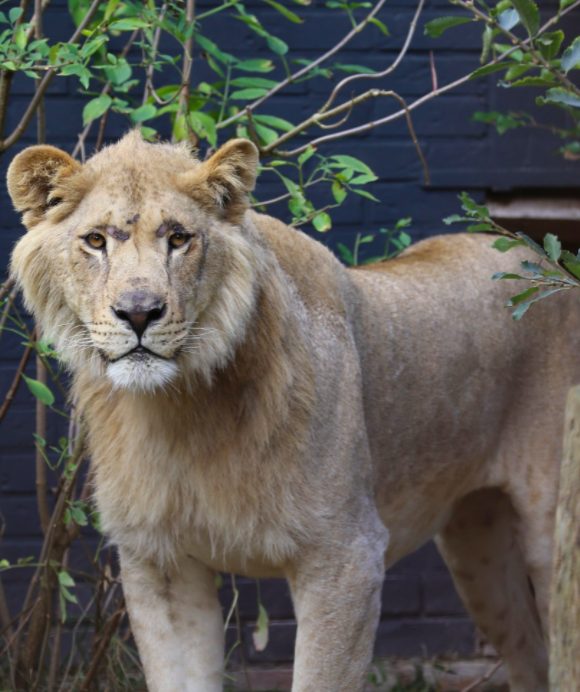 Un altro dei leoni portati nel santuario Felida nei Paesi Bassi (credits: Jeanine Noordmeer per Four Paws)