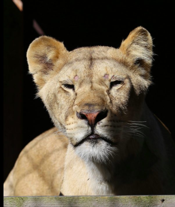 Un altro dei leoni portati in salvo d Four Paws (credits: Jeanine Noordmeer per Four Paws)